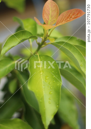 アボカドの葉 107791730