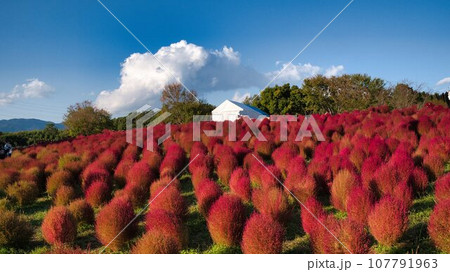万博記念公園のコキアの紅葉 107791963