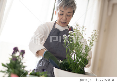 寄せ植えをするグレイヘアの上品な日本人女性 107792018