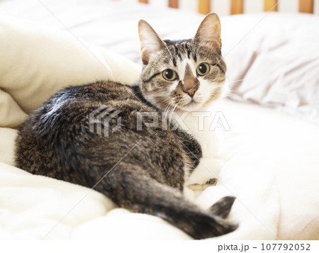 ベットの上でくつろぐ猫 107792052