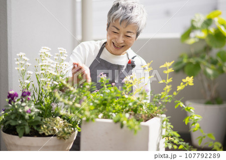 ベランダで植物を育てるグレイヘアの上品な日本人女性 107792289