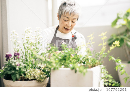 ベランダで植物を育てるグレイヘアの上品な日本人女性 ベランダで植物を育てるグレイヘアの上品な日本人女性 107792291