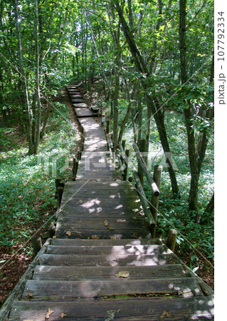 釧路湿原・探勝歩道・遊歩道(北海道・釧路郡釧路町) 釧路湿原・探勝歩道・遊歩道(北海道・釧路郡釧路町) 107792334