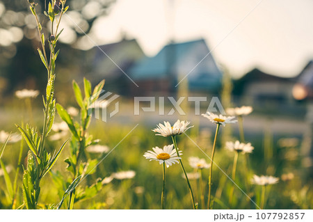 A beautiful picture of nature with a blooming chamomile. Chamomile on the background of houses. Chamomile spring floral sky landscape. The concept of country life. High quality photo 107792857