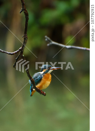 カワセミ野鳥kingfisher 107792915