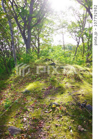 森の中の木洩れ陽 107792982