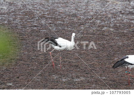 コウノトリ コウノトリ 107793005