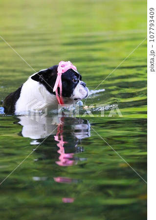 ピンクのゴーグルを付けて都幾川を泳ぐボストンテリアのマイティ君♡ 107793409