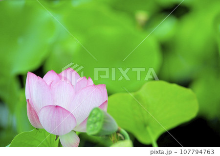 田園でみたハスの花 107794763