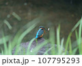 カワセミのペレット吐き 107795293