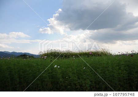 秋風 秋風 107795748