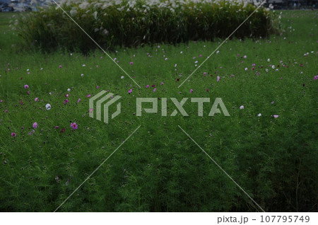 秋風 秋風 107795749