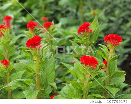 トサカケイトウの花 107796173