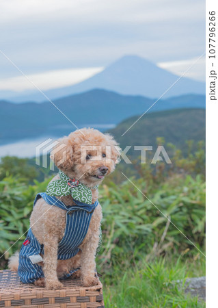 犬と富士山 107796266