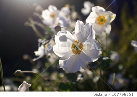夕日に透ける花びらと蕾の影、秋の訪れを感じる秋明菊の花時。 107796351