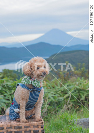 犬と富士山 107796420