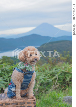 犬と富士山 107796421