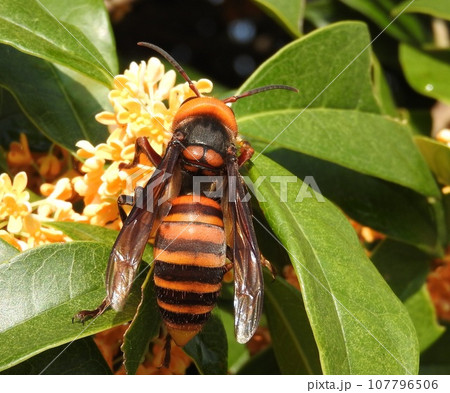 金木犀の花に来た「オオスズメバチ」 金木犀の花に来た「オオスズメバチ」 107796506