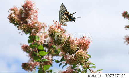 満開のアベリアの花の枝から枝へ飛び交うアゲハ蝶 107797162