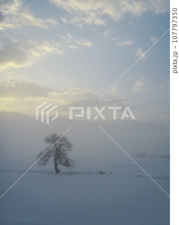 朝焼けの朝霧立ち込める千曲川の雪原に佇む一本の樹 107797350