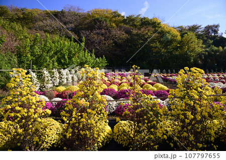 ぎっしりと小花で埋まるざる菊 107797655