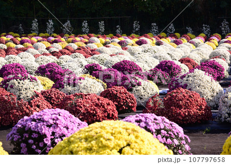 ぎっしりと小花で埋まるざる菊 ぎっしりと小花で埋まるざる菊 107797658