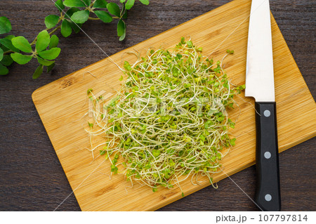 ブロッコリースプラウト 107797814