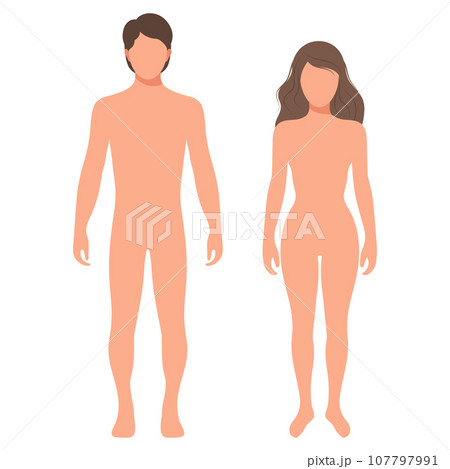 Silhouettes of male and female human body. Anatomy, template. Medical and scientific concept. Illustration, vector 107797991
