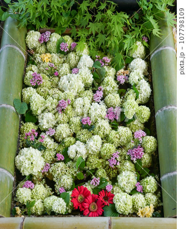 「てんのうさん」こと大鳥神社の花手水（滋賀県甲賀市） 107798109