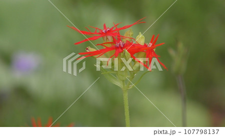 エンビセンノウの花 エンビセンノウの花 107798137