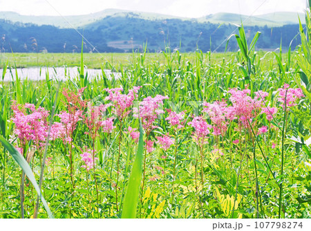 湿原に咲くアカバナシモツケの花(霧ヶ峰 八島湿原) 湿原に咲くアカバナシモツケの花(霧ヶ峰 八島湿原) 107798274