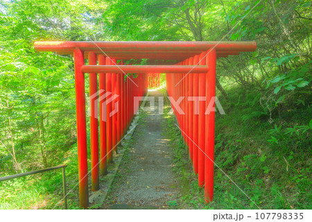 【臼田稲荷神社】千本鳥居【佐久市臼田】 【臼田稲荷神社】千本鳥居【佐久市臼田】 107798335