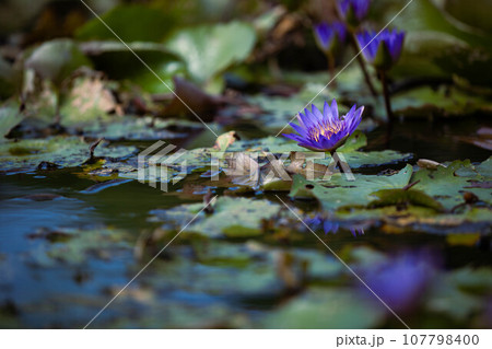 水面に映る紫色の睡蓮の花 107798400
