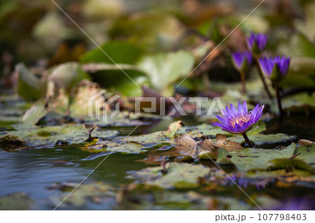 水面に映る紫色の睡蓮の花 107798403