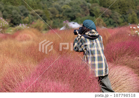 伊賀野のコキア畑を撮影する女性 伊賀野のコキア畑を撮影する女性 107798518