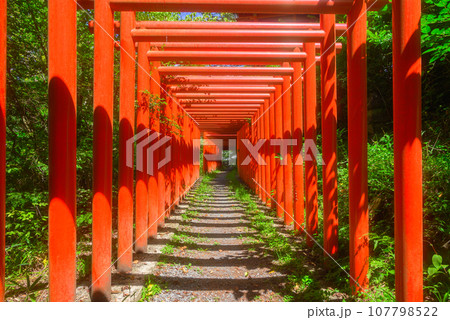 【臼田稲荷神社】千本鳥居【佐久市臼田】 【臼田稲荷神社】千本鳥居【佐久市臼田】 107798522