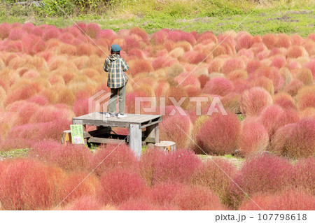 伊賀野のコキア畑を撮影する女性 107798618