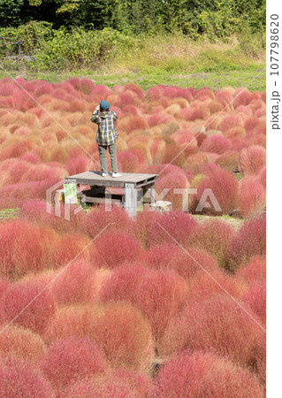 伊賀野のコキア畑を撮影する女性 107798620
