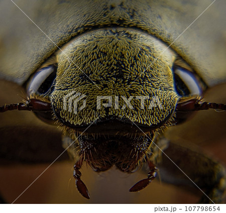 Closeup yellow bee face with blurry background 107798654