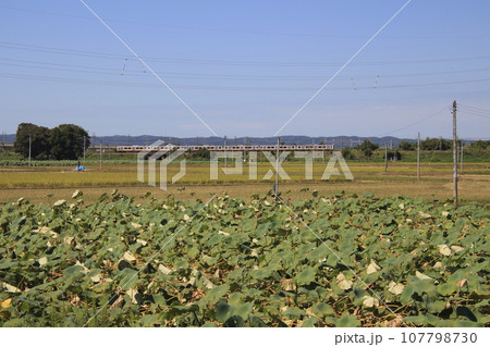 長岡市内の蓮根畑と信越本線E129系電車 107798730