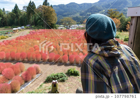 伊賀野のコキア畑を巡る女性 伊賀野のコキア畑を巡る女性 107798761