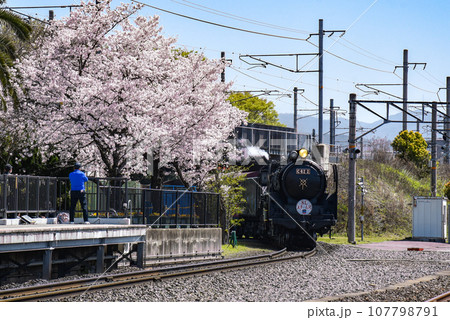 スチーム号と桜 107798791