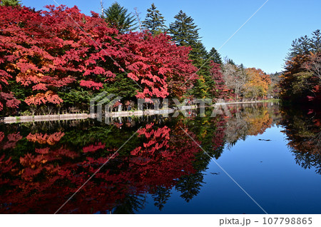 鮮やかな紅葉の軽井沢 107798865