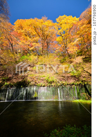 鮮やかな紅葉の軽井沢 鮮やかな紅葉の軽井沢 107798900