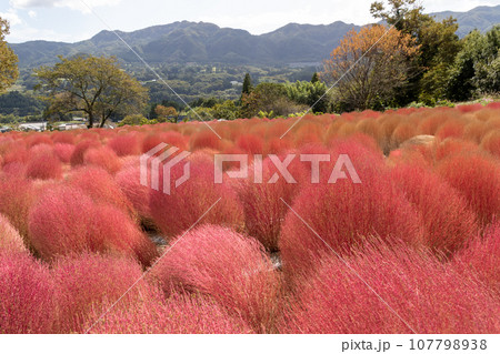 伊賀野の花畑 赤く色付くコキア 群馬県みなかみ町 伊賀野の花畑 赤く色付くコキア 群馬県みなかみ町 107798938