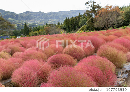 伊賀野の花畑　赤く色付くコキア　群馬県みなかみ町 107798950