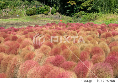 伊賀野の花畑 赤く色付くコキア 群馬県みなかみ町 伊賀野の花畑 赤く色付くコキア 群馬県みなかみ町 107798980