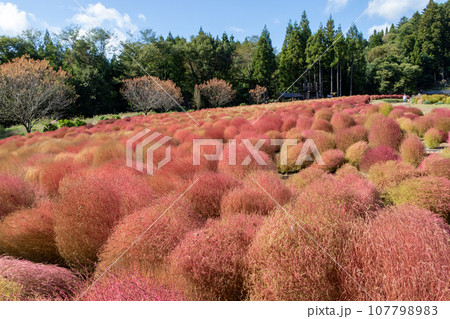 伊賀野の花畑　赤く色付くコキア　群馬県みなかみ町 107798983