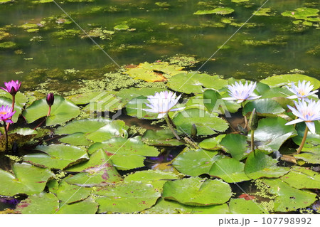 【香川県】彼岸の（宝山湖・香川用水調整池）の水辺に咲く（睡蓮・スイレン） 107798992