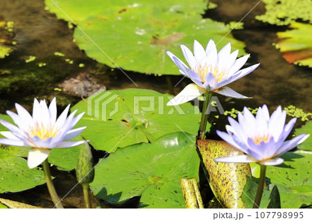 【香川県】彼岸の(宝山湖・香川用水調整池)の水辺に咲く(睡蓮・スイレン) 【香川県】彼岸の(宝山湖・香川用水調整池)の水辺に咲く(睡蓮・スイレン) 107798995
